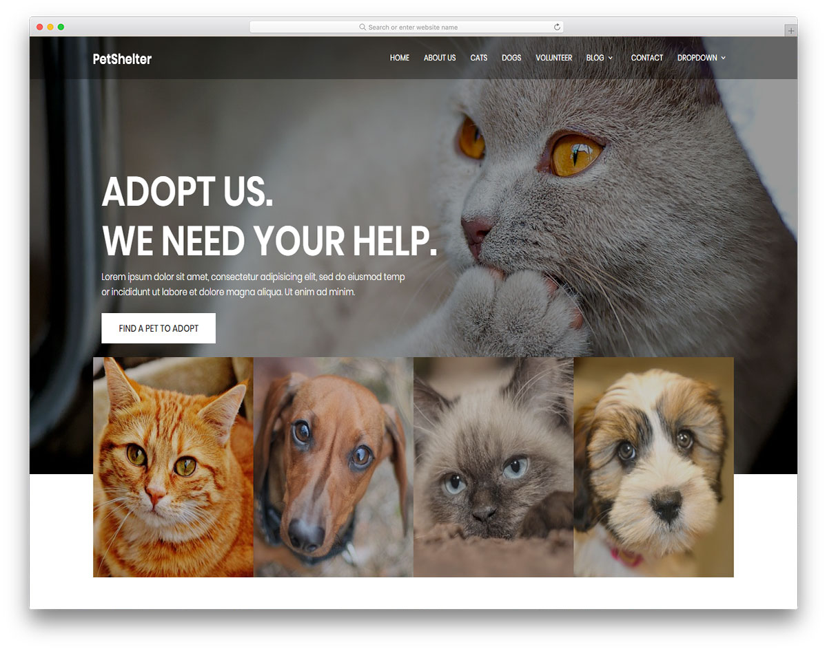 Animal Shelter - Free Animals & Pets Website Template - Colorlib