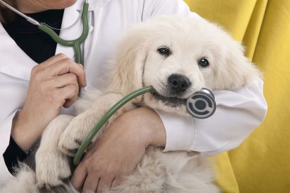 Pet Services And Veterinary WordPress Themes