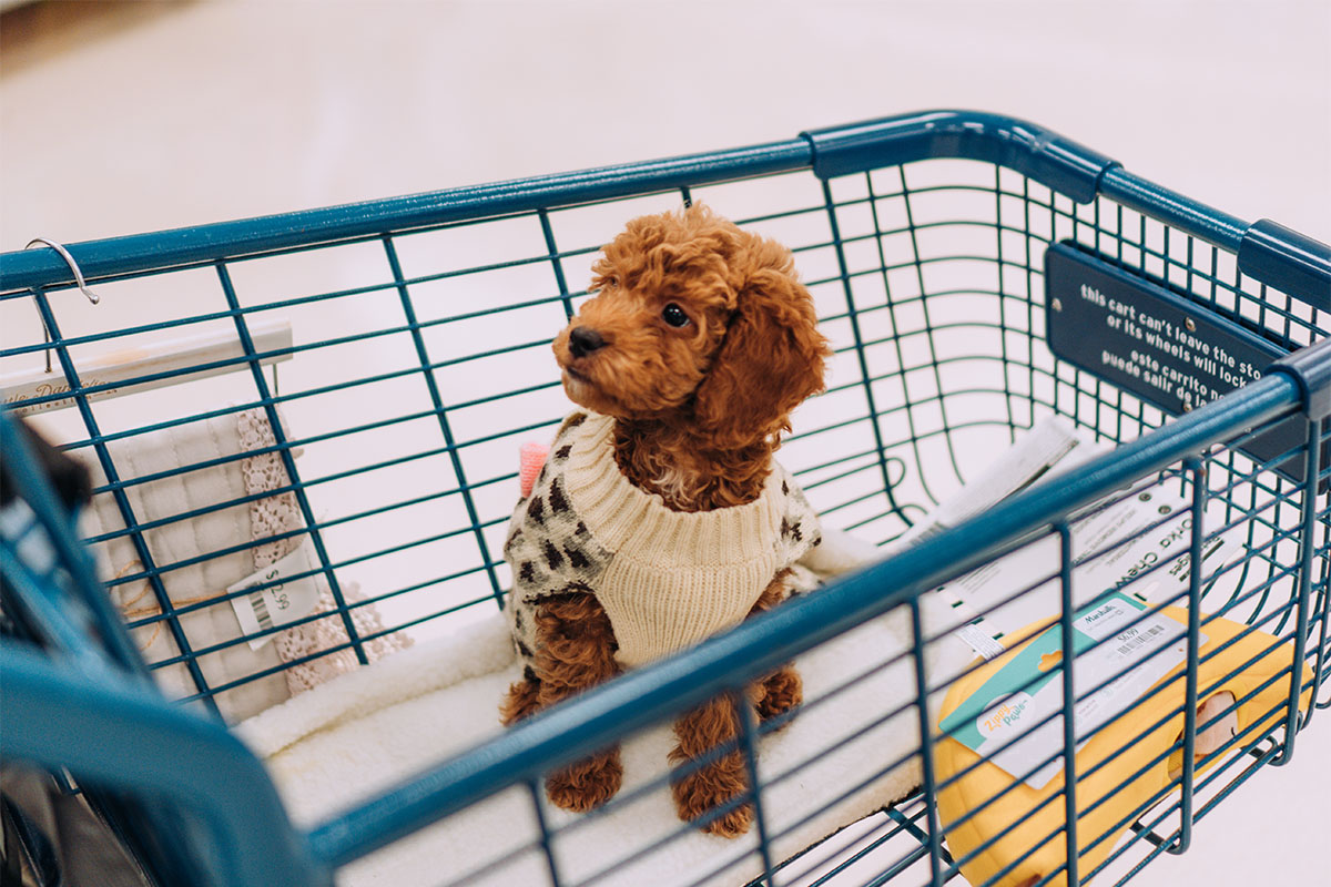 21-best-pet-store-wordpress-themes-2024-colorlib