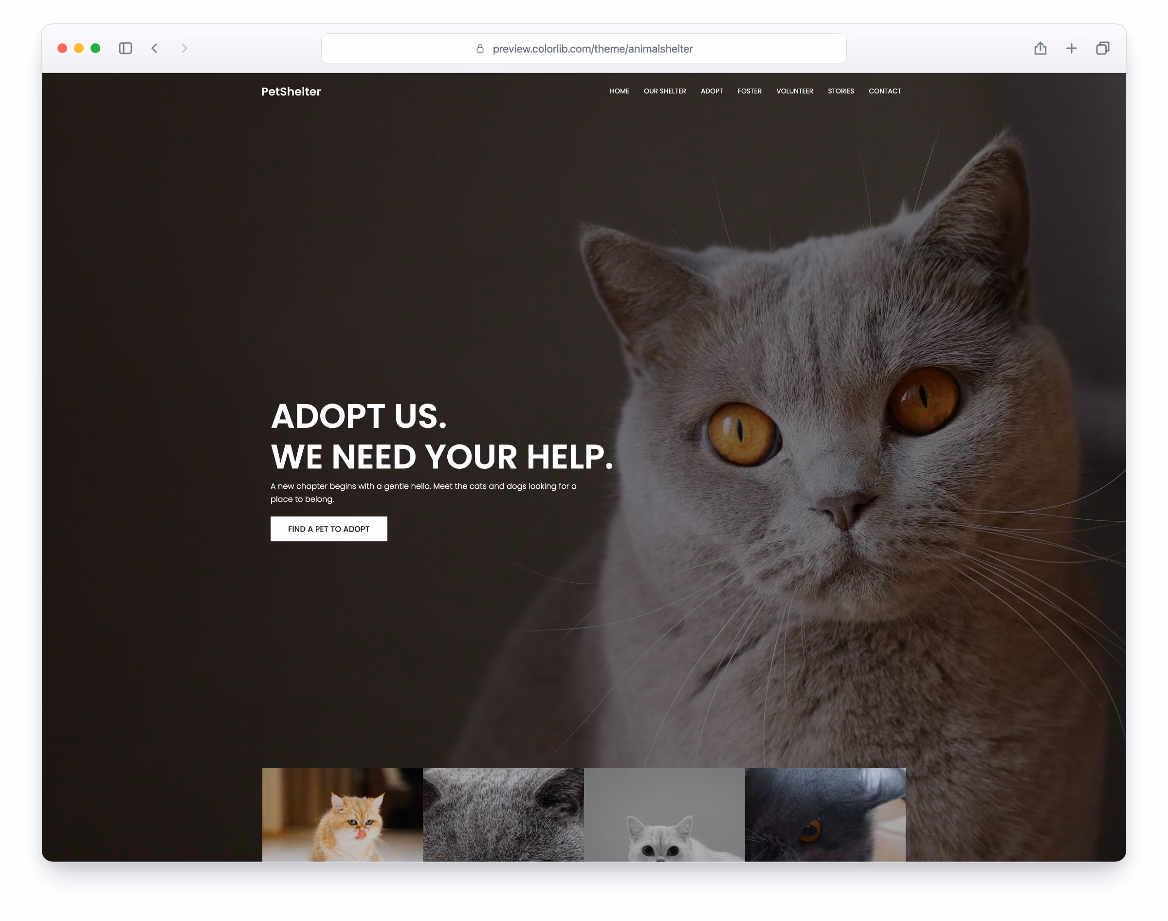 Animal Shelter website template