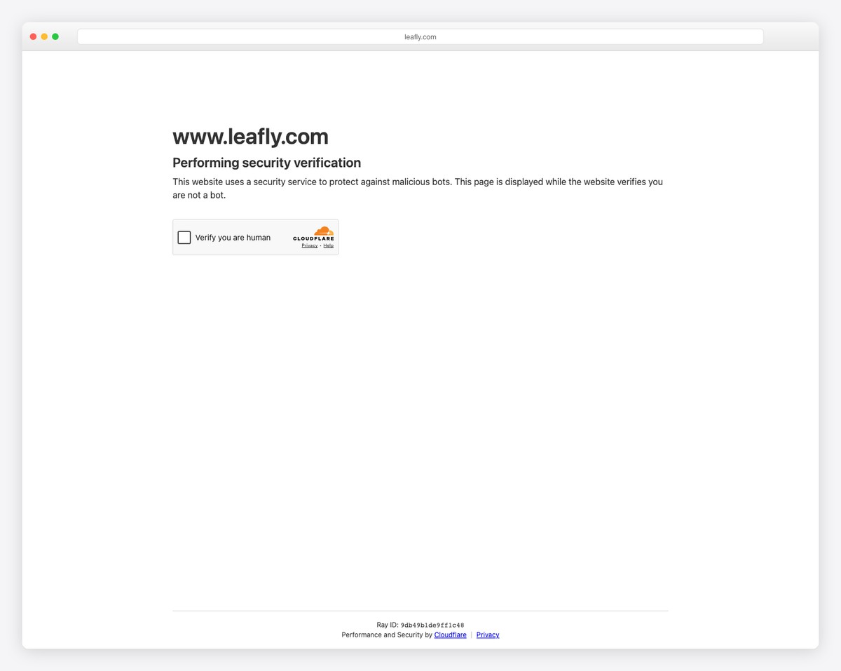 Leafly cannabis marketplace website