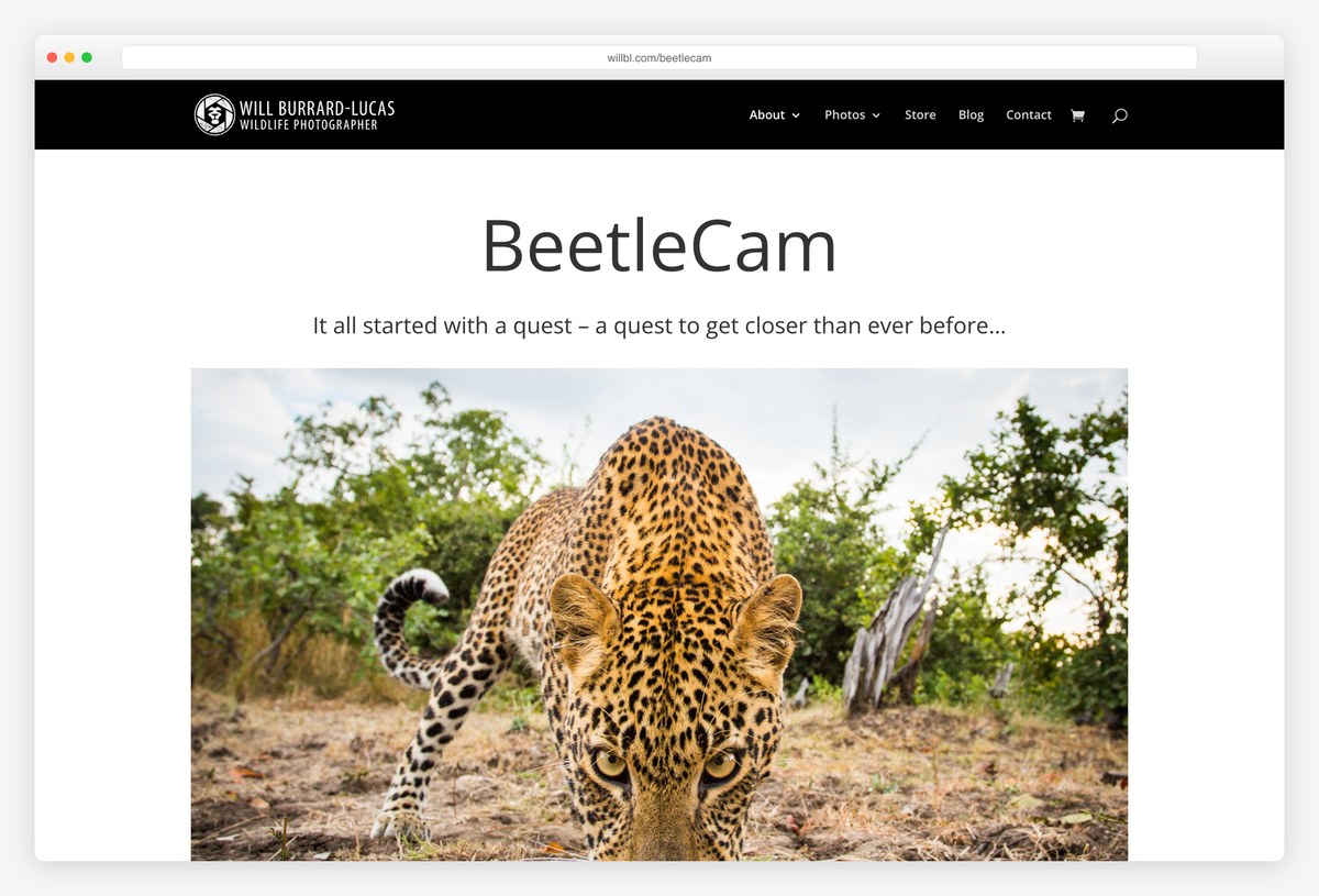 Will Burrard-Lucas's BeetleCam story page